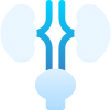 Diagram of female reproductive system and urinary tract